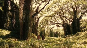 MEMORIA DE LA LLUVIA